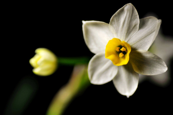 冬天水仙花的養(yǎng)殖方法，控制溫度人工增光