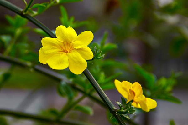 迎春花根怎樣變粗，挑選半木質化枝條扦插栽植