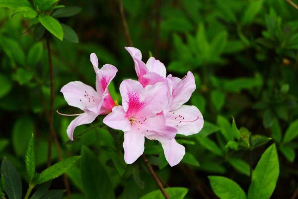 杜鵑花掉葉子怎么撲救，停止澆水更換微酸性土