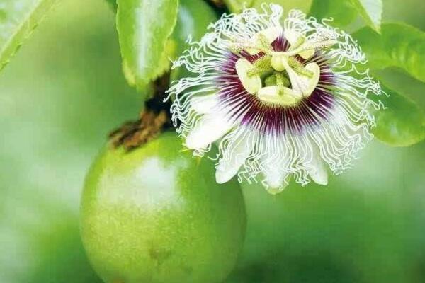 百香果不開花怎么催花，加強光照并保證養分充足