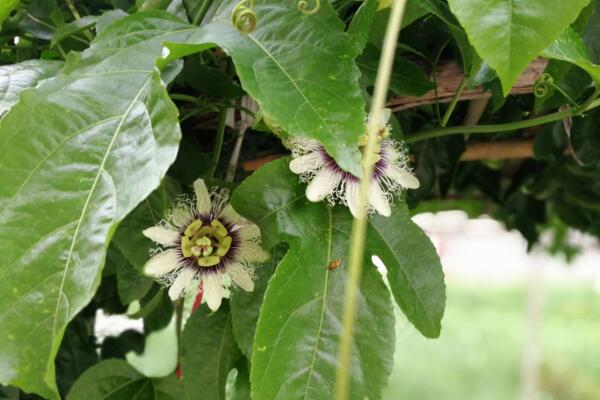 百香果不開花怎么催花，加強光照并保證養分充足