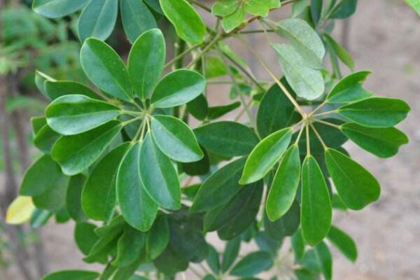 鵝掌藤會開花嗎，花期在每年的7月份