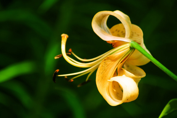 如何讓百合分叉多開花，三種養(yǎng)殖手段讓花多開