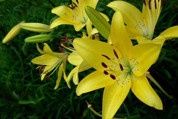 如何讓百合分叉多開花，三種養(yǎng)殖手段讓花多開