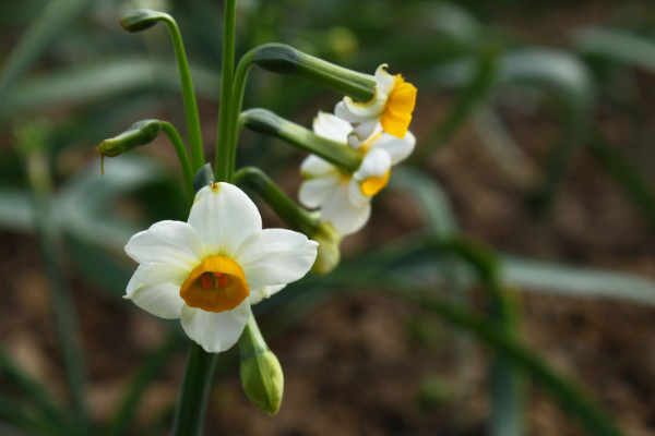 水仙花什么時候開花，春季1~3月份綻放