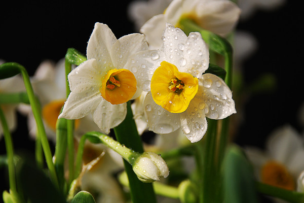 水仙花什么時候開花，春季1~3月份綻放