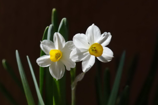 水仙花什么時候開花，春季1~3月份綻放