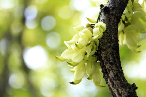 禾雀花怎么養(yǎng)，禾雀花養(yǎng)殖小技巧