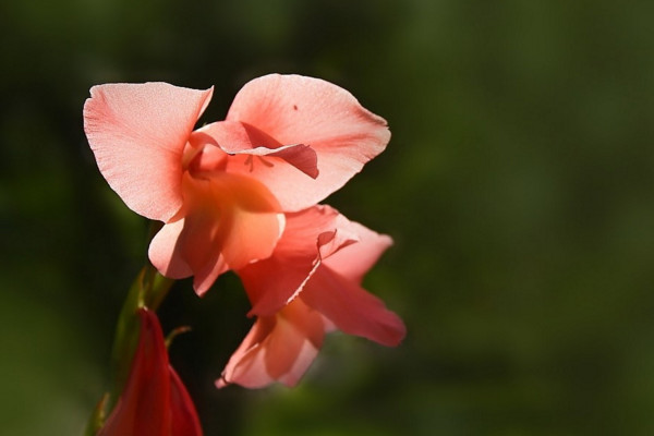 唐菖蒲種球種植方法，要將種球浸泡消毒