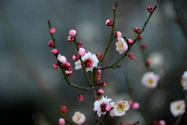 梅花為什么掉葉子，梅花掉葉子原因以及解決方法