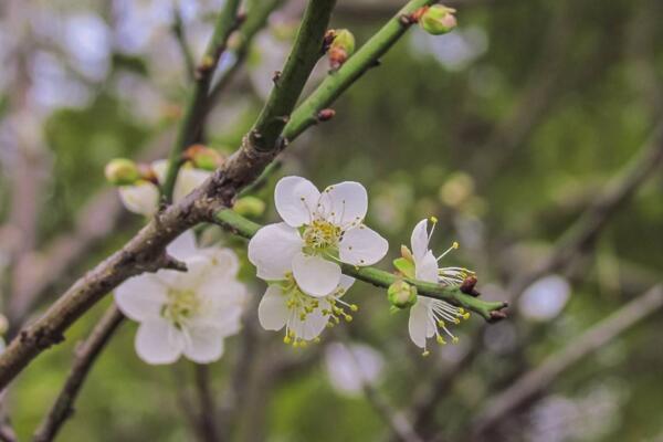 梅花為什么掉葉子，梅花掉葉子原因以及解決方法