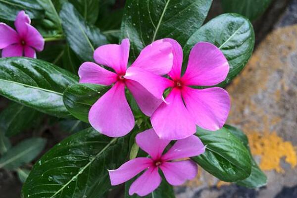 四季梅在室內養開花嗎，可以開花必須要保證光照充足