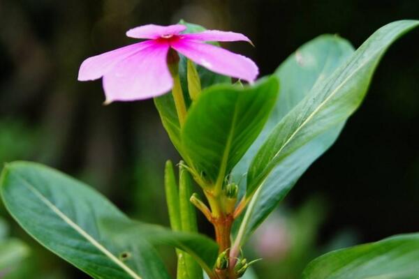 四季梅在室內養開花嗎，可以開花必須要保證光照充足