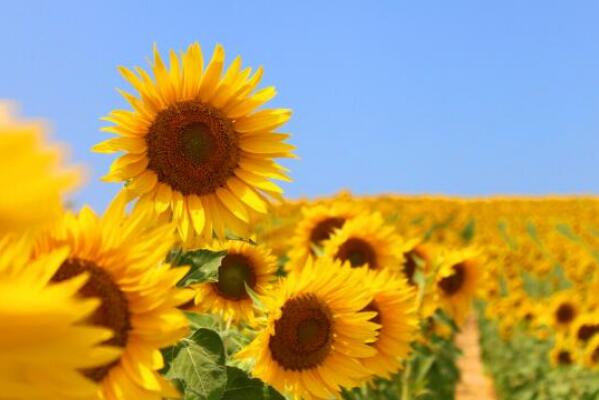 太陽花冬天怎么養，太陽花冬季養殖4大要點