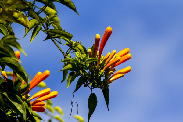 炮仗花有毒嗎，沒有毒性可以放在室內養護