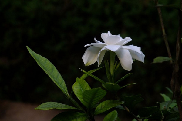 小葉梔子花葉子發黃怎么辦，適當遮陰并控制水分