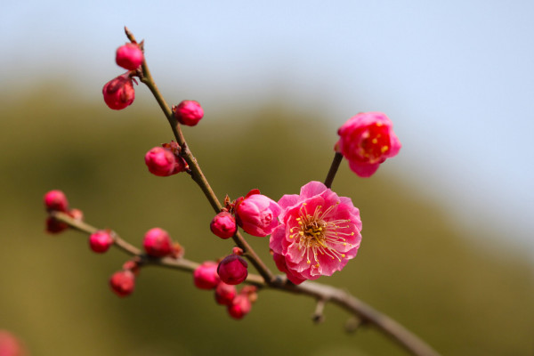 臘梅和梅花的區別，花期/外形/樹葉果實/花香不同