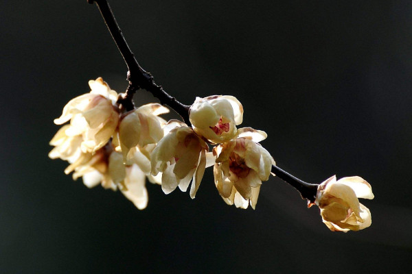 水插臘梅花如何養(yǎng)，枝穗下方葉片要全部剪掉