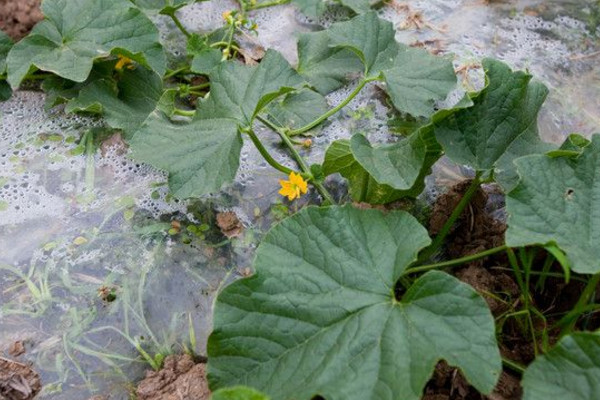 露地西瓜種植技術，建議在每年的3~4月進行種植