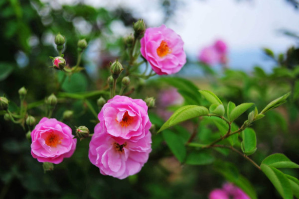 薔薇種植方法及時(shí)間，一年四季任意時(shí)段都可栽培