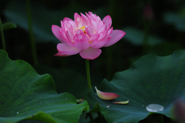 芙蓉是荷花嗎，只有水芙蓉才是荷花