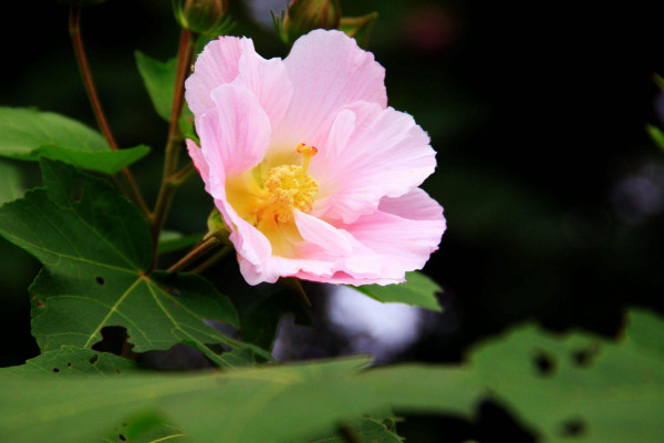 芙蓉是荷花嗎，只有水芙蓉才是荷花