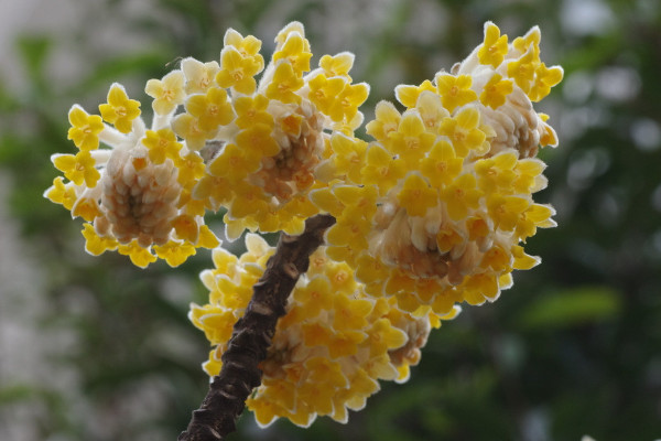 結香花什么時候扦插，應該在每年的春季進行扦插