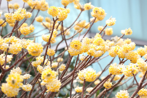 結香花什么時候扦插，應該在每年的春季進行扦插