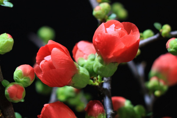 家里養海棠花不吉利，這種說法不可信