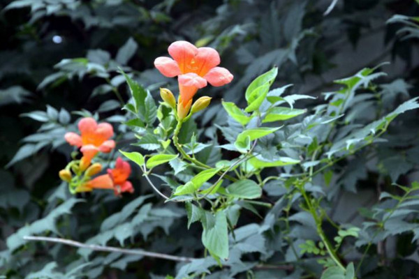 凌霄花的養殖方法，使用疏松肥沃的微酸性土壤養護