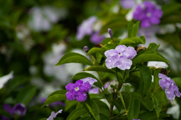 盆栽雙色茉莉冬天怎么養，入室保溫并加強光照