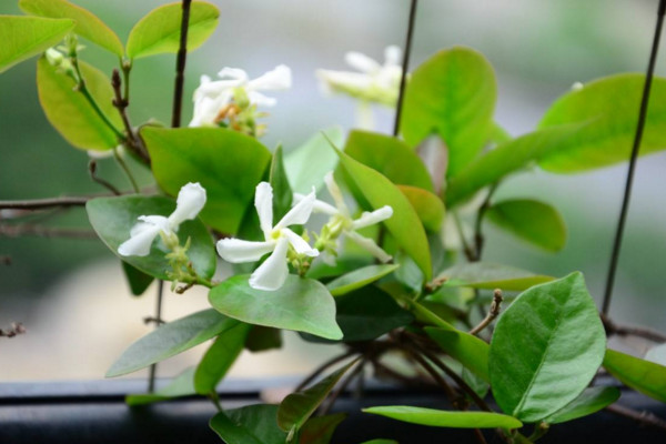 風車茉莉有毒嗎，汁液帶有一定的毒性