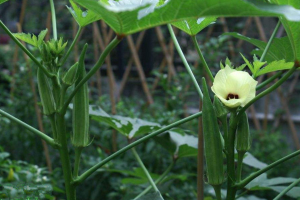 秋葵不開花結果的原因，可能是因為光照、養分不足導致