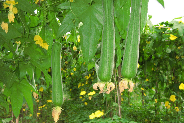 絲瓜種植技術與管理，建議在春秋兩季進行種植