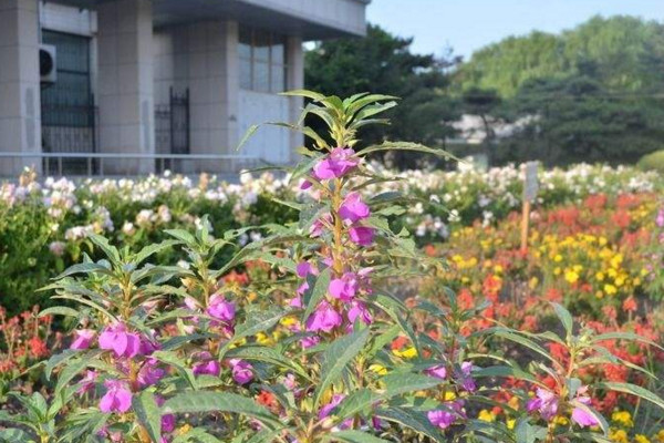 鳳仙花的種植方法，最佳種植時(shí)間在4月份