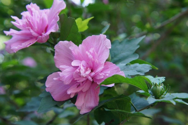 木槿花為什么不開花，可能是光照不足、盆土不適導致