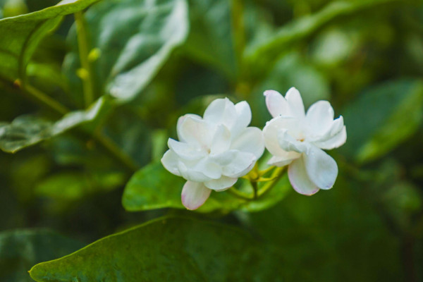 茉莉花怎么剪枝，修剪殘花/徒長枝葉/病枝弱葉