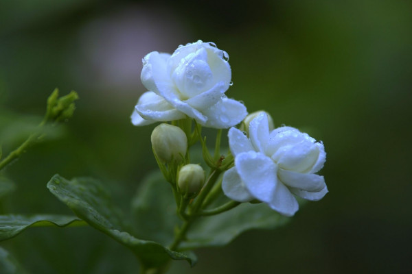 茉莉花怎么剪枝，修剪殘花/徒長枝葉/病枝弱葉