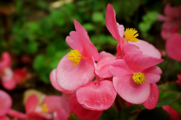 花期長的花有哪些，長春花/倒掛金鐘/四季海棠等