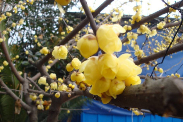 臘梅為什么不開花，可能是因為光照、養分不足