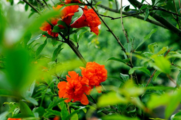 石榴花怎么養才長得好，土壤適宜并保證光照充足