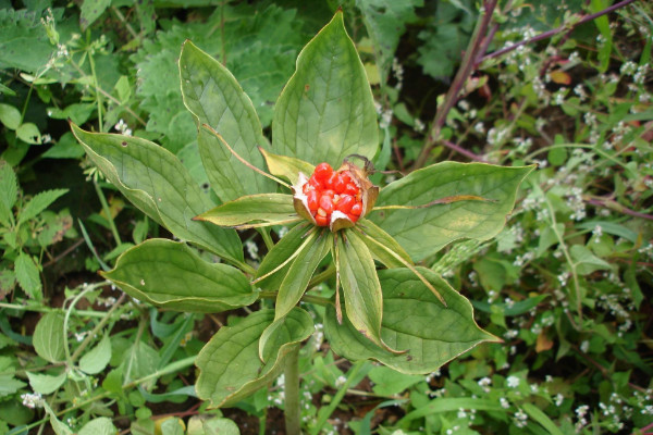 重樓種植技術(shù)，栽植前先花1~2周催芽出苗