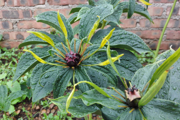 重樓種植技術(shù)，栽植前先花1~2周催芽出苗