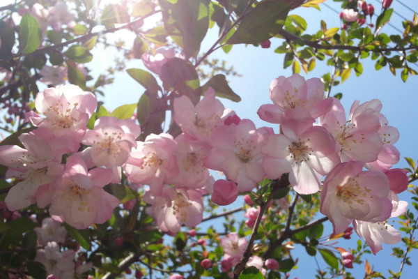 櫻花種子怎么催芽，沙藏法/高溫浸泡/冷藏法