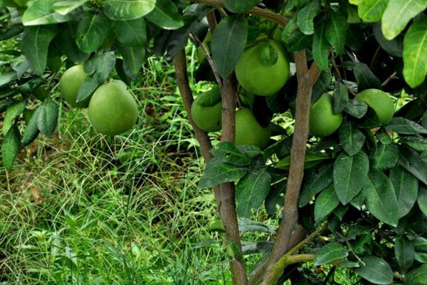 柚子樹的種植技術，4步即可完成種植