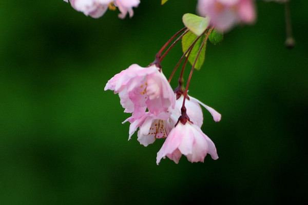 垂絲海棠什么時候開花，其花期在每年的3~4月