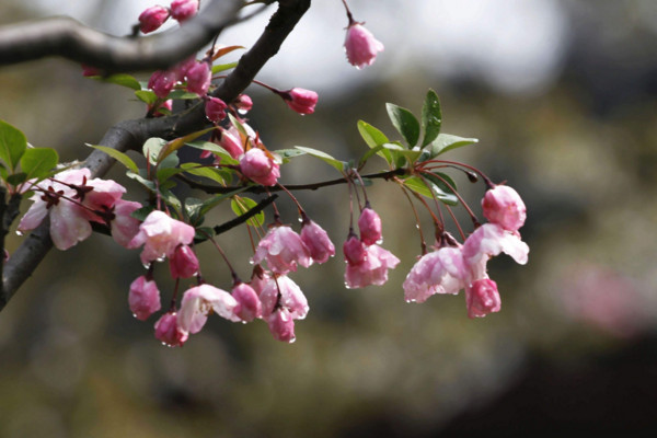 垂絲海棠什么時候開花，其花期在每年的3~4月