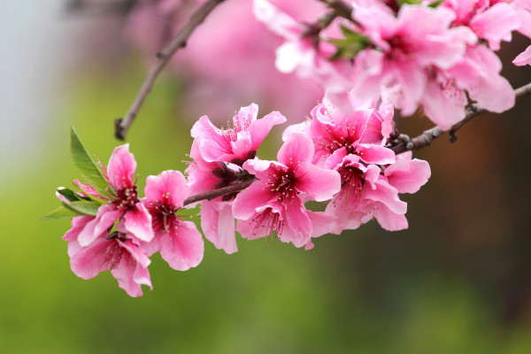 春天開什么花，迎春花/桃花/郁金香/油菜花等