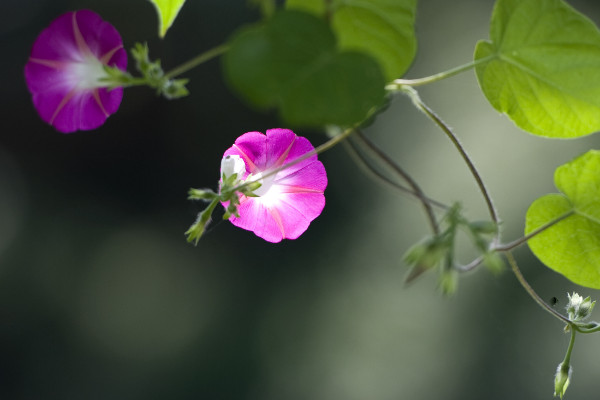 爬藤的花卉有哪些，爬藤月季/牽牛花/三角梅/紫藤花等