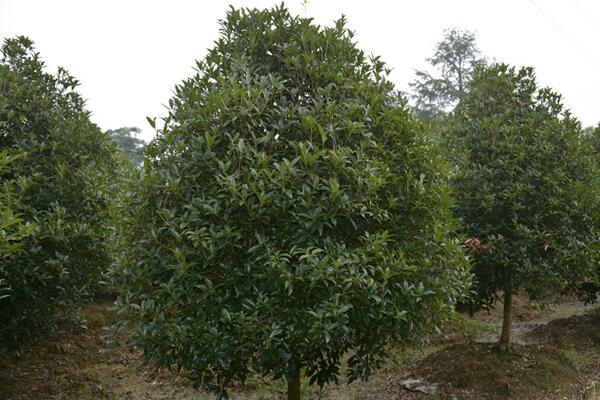 金桂花樹種植技術，建議在每年的3月份進行種植